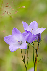 Image showing Flowers