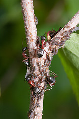 Image showing Ant and aphids