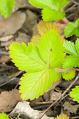 Image showing Wild strawberry