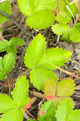 Image showing Wild strawberry