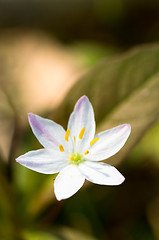 Image showing Trientalis europaea