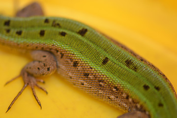 Image showing Picture of a back young lizard