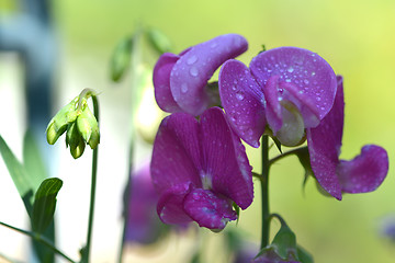 Image showing Orchid flowers with water drops