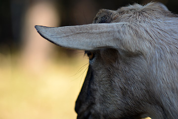 Image showing Head shot of goat