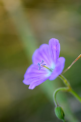 Image showing Blue lilac flowers closeup