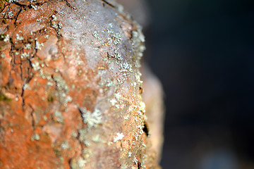 Image showing Old Wood Tree Texture Background Pattern, selective focus