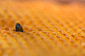 Image showing Close up view of the working bees on honeycells