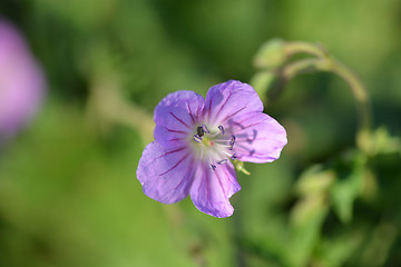 Image showing Spring and summer blooming