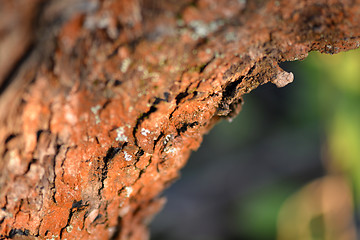 Image showing Old Wood Tree Texture Background Pattern, selective focus