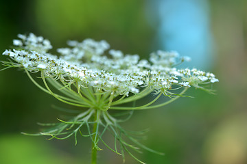 Image showing white flowers