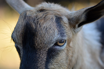 Image showing Portrait of a funny goat looking to  camera