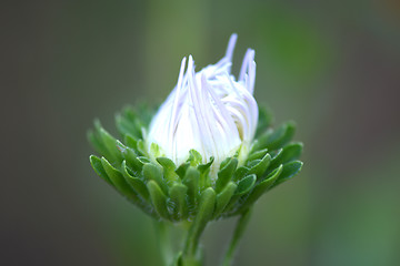 Image showing white flowers on bokeh green background