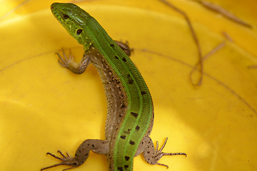 Image showing Picture of a young lizard