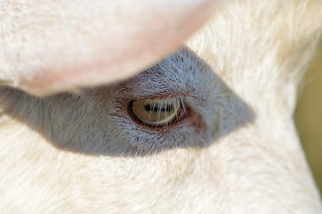 Image showing goat eye close up