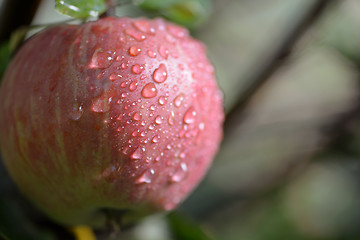 Image showing Ripe Red Apples Covered with Raindrops