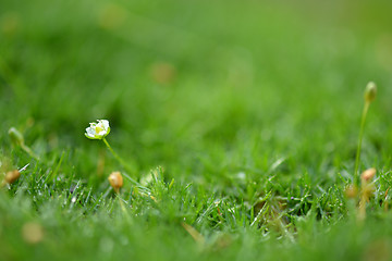 Image showing camomiles in green grass close up with water drops