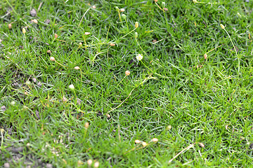 Image showing green grass texture for background