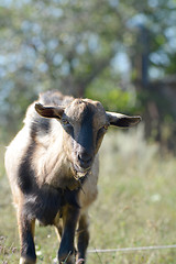 Image showing Funny goat's portrait on a green sunny meadow background