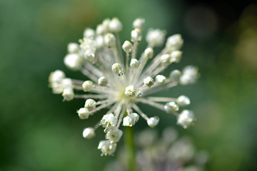 Image showing white flowers