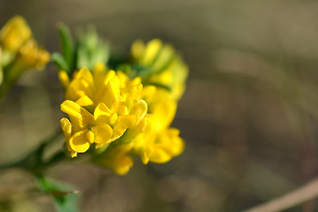 Image showing Spring background with beautiful yellow flowers, macro