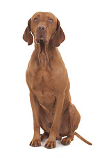 Image showing sitting innocent dog