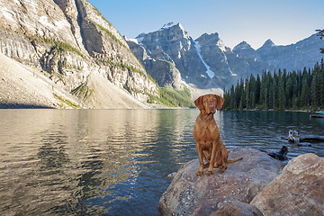 Image showing dog sitting on rock by glacier lake