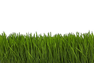 Image showing wheat grass