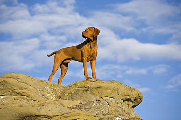 Image showing dog standing on cliff