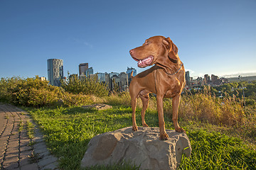 Image showing city dog