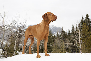 Image showing hunting dog standing on snow