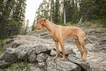 Image showing dog on mountain pathway