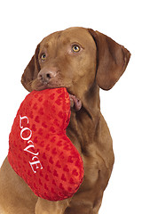 Image showing dog with red heart 