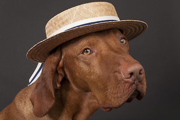 Image showing dog with straw  hat 