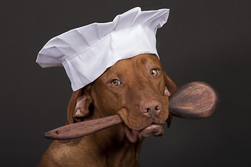 Image showing dog chef