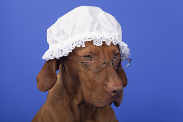 Image showing dog with grandma night cap