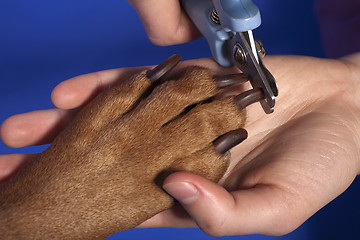 Image showing cutting dog nail 