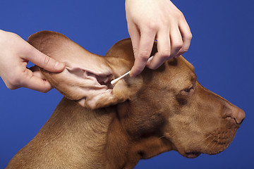 Image showing pure breed dog's ear cleaned