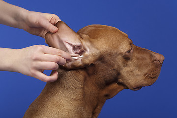 Image showing grooming the dog