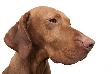 Image showing dog wide angle portrait