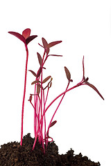 Image showing amaranth seedling