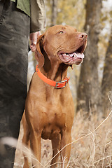 Image showing dog at heel in forest