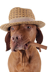 Image showing dog with cigar in mouth