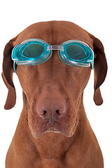 Image showing golden dog with swimming goggles