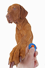 Image showing dog training with positive reinforcement