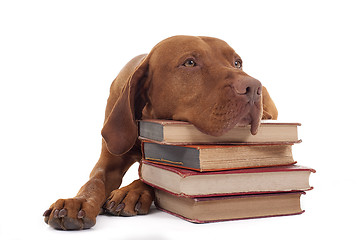 Image showing dog with a stack of books