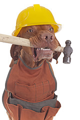 Image showing handyman dog