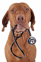 Image showing dog as a nurse