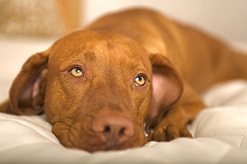 Image showing dreamy dog