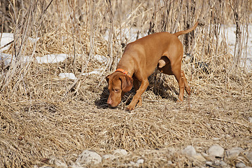 Image showing dog on scent