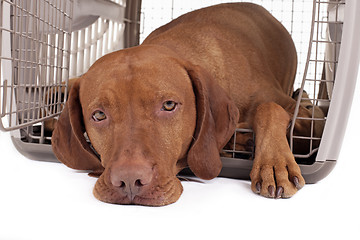 Image showing dog in crate